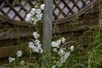 White Harebell Flowers