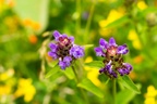 Prunella vulgaris - Selfheal Flowers
