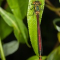 Large Red Damselfly Male