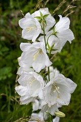 White Harebell Flowers