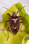 Forest Shield Bug