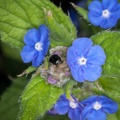 Bordered Shieldbug on Blue Alkanet Flowers