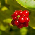 bug-honeysuckle-berries-sp35-80-g-400d-2676.jpg