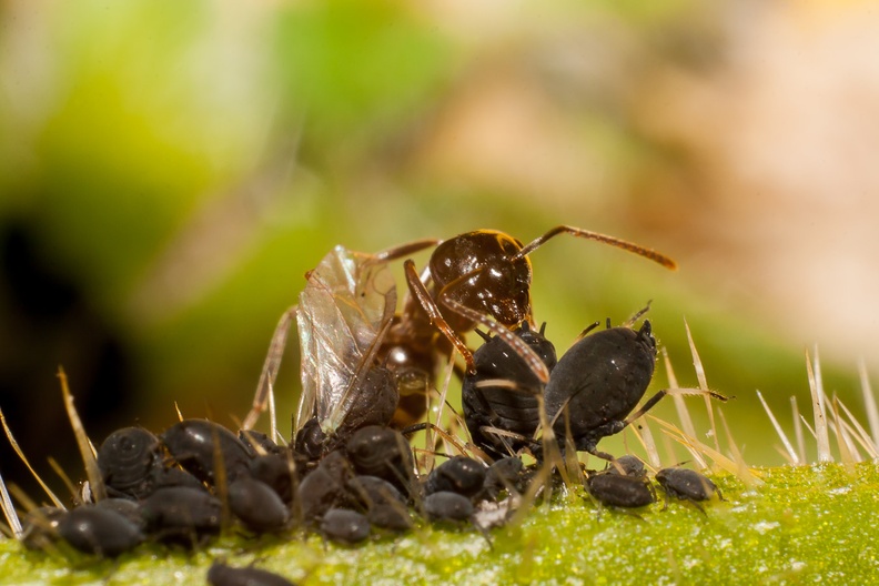 Black Ant Milking Aphid