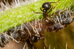 Ants tending Aphids macro-photograph
