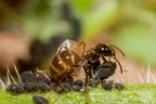 Ant Milking Aphid macro-photograph