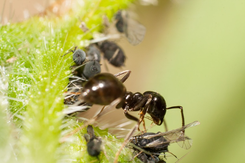 Ant tending Aphids macro-photograph