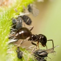Ant tending Aphids macro-photograph