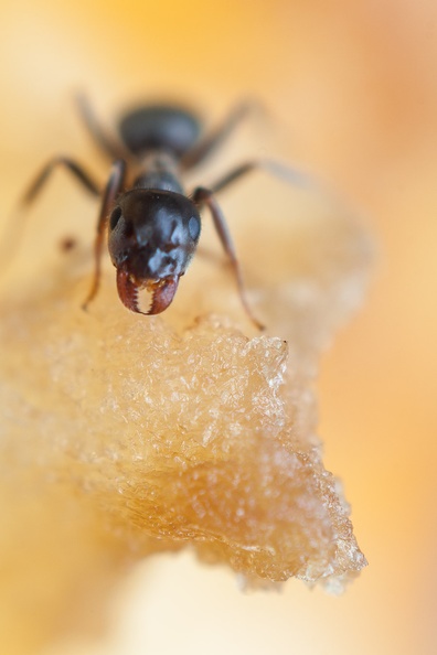 Garden Ant on Apple Close-up