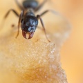 Garden Ant on apple Close-up