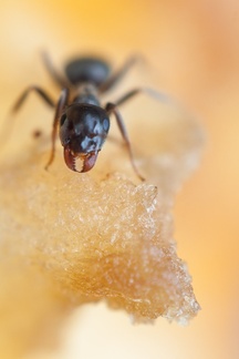 Garden Ant on Apple Close-up