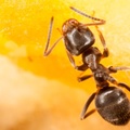 Garden Ant on Apple