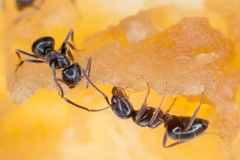 Black Ants on Apple