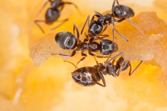 Garden Ants
