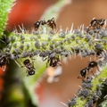 Aphid Farming by Ants
