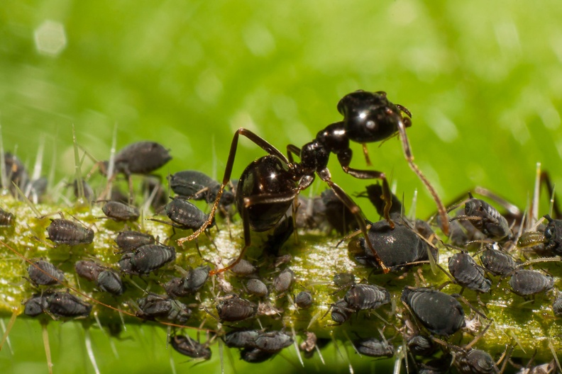 ants-farming-aphids-revrikenon28mm-g-400d-4089.jpg