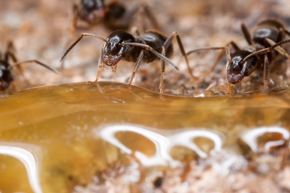 Garden Ant Eating on Honey