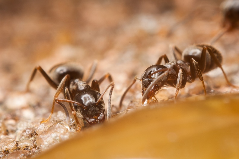 ants-rev-pentax50-g-400d-5112.jpg