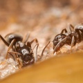 Black Ants Feeding on Honey