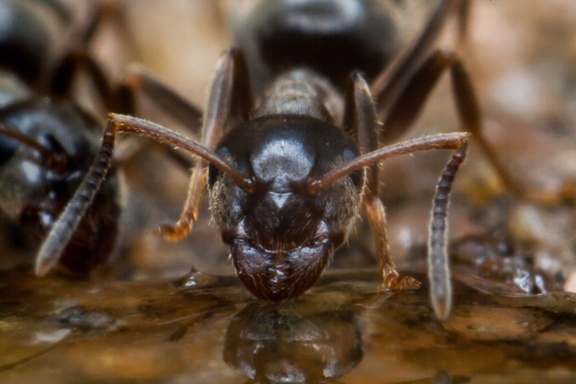 Black Ant Eating Honey