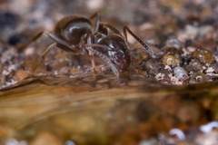Garden Ant Feeding on Honey