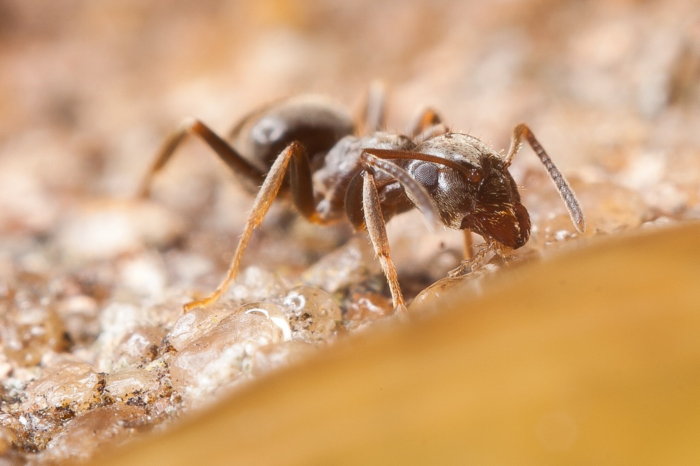 Garden Ant Feeding on Honey