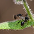 Black Ant Closeup