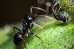 Black Ant Closeup
