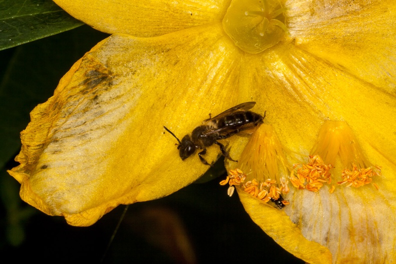 Mining Bee Andrena