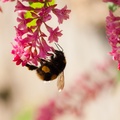 Buff-tailed Bumblebee on Ribes
