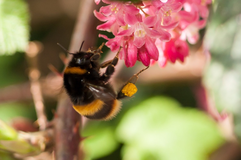 bumblebee-czj135-40d-g-02677.jpg