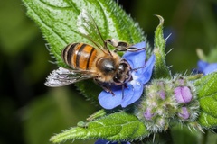 Honeybee on Blue Flower
