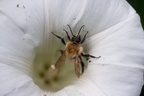 Bumblebee in Bellbind Flower
