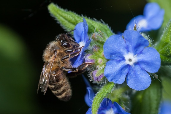 Honey Bee on Blue Flower