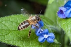 Honey Bee Landing on Blue Flower