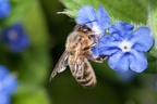 Honey Bee on Green Alkanet Flower