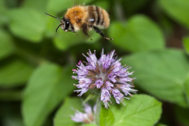 Bumblebee Flying Above Water Mint