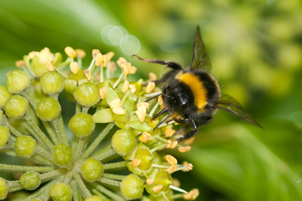 Bumblebee on Ivy