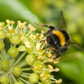 Bumblebee on Ivy