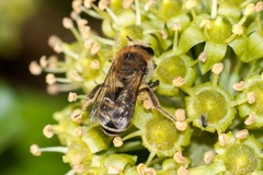 Ivy Bee on Ivy Flower