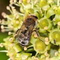 Ivy Bee on Ivy Flower