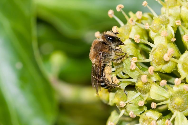 Ivy Bee - Colletes hederae