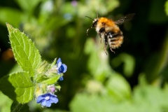Common Carder Bee in Flight