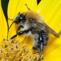 Common Carder Bee on Sunflower