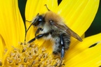 Common Carder Bee on Sunflower