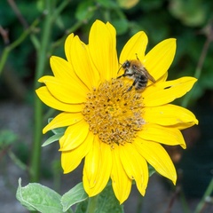 Carder Bee on Sunflower