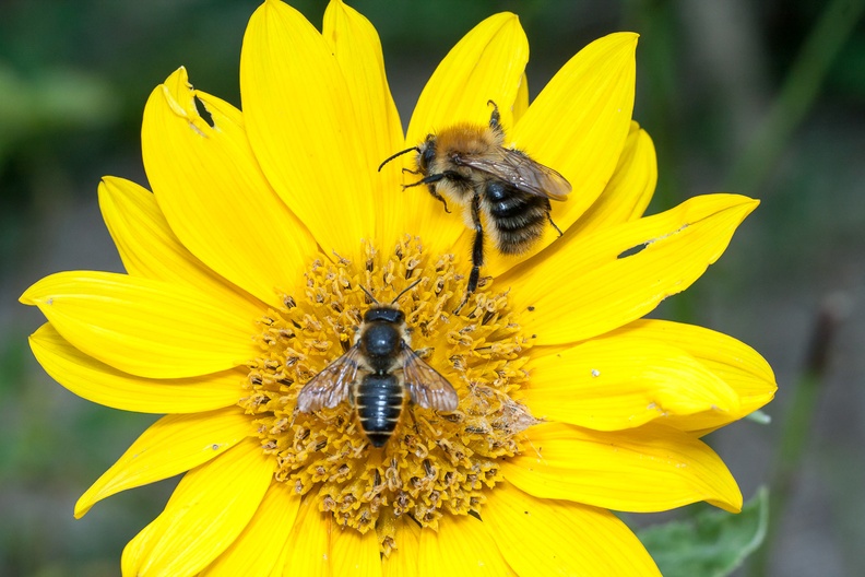 bees-sunflower-g-40d-6930.jpg