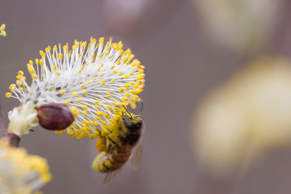 Bee on Pussy Willow Catkin