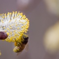 Bee on Pussy Willow Catkin