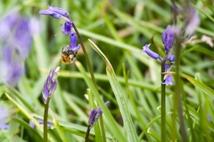 Bumblebee visiting bluebell flowers